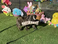 Hunny, a female English Bulldog for sale in Exeter, MO – Photo 10 of 10