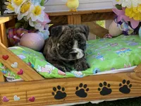 Hunny, a female English Bulldog for sale in Exeter, MO – Photo 3 of 10