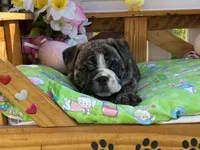 Hunny, a female English Bulldog for sale in Exeter, MO – Photo 4 of 10