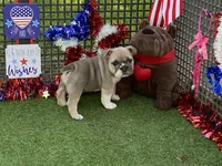 Posey, a female English Bulldog for sale in Exeter, MO – 3 of 10