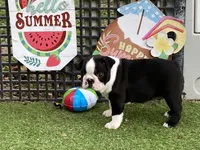 Prince, a male Boston Terrier for sale in Exeter, MO – 6 of 10
