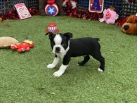 Frankie, a female Boston Terrier for sale in Exeter, MO – 5 of 10