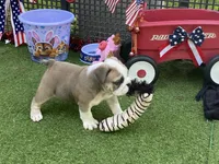 Pearl, a female English Bulldog for sale in Exeter, MO – 10 of 10