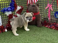 Posey, a female English Bulldog for sale in Exeter, MO – 10 of 10