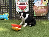 Peter, a male Boston Terrier for sale in Exeter, MO – 10 of 10