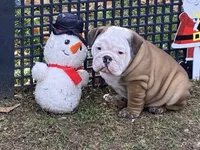 Frosty, a male English Bulldog for sale in Exeter, MO – Photo 8 of 10