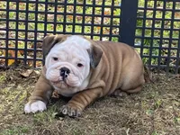 Frosty, a male English Bulldog for sale in Exeter, MO – Photo 2 of 10