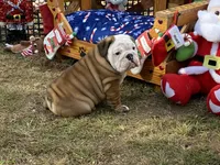 Frosty, a male English Bulldog for sale in Exeter, MO – Photo 4 of 10