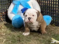 Frosty, a male English Bulldog for sale in Exeter, MO – Photo 5 of 10