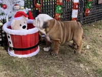 Frosty, a male English Bulldog for sale in Exeter, MO – Photo 3 of 10