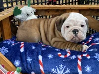 Frosty, a male English Bulldog for sale in Exeter, MO – Photo 1 of 10