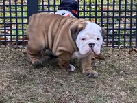 Frosty, a male English Bulldog for sale in Exeter, MO – Photo 9 of 10