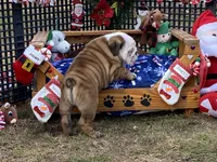 Frosty, a male English Bulldog for sale in Exeter, MO – Photo 7 of 10