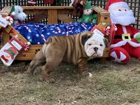 Frosty, a male English Bulldog for sale in Exeter, MO – Photo 6 of 10