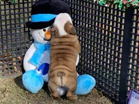 Frosty, a male English Bulldog for sale in Exeter, MO – Photo 10 of 10