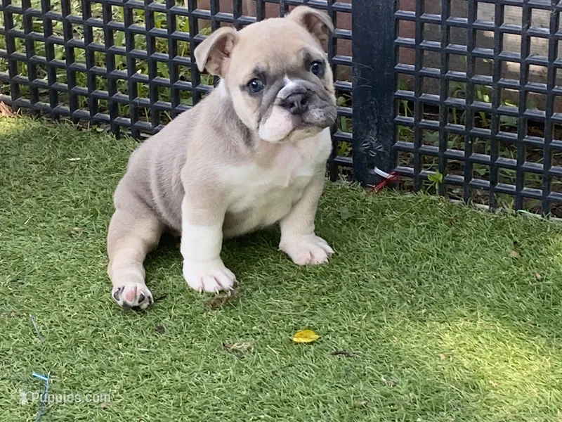 Posey – English Bulldog puppy for sale in Exeter, MO