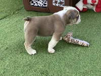 Pearl, a female English Bulldog for sale in Exeter, MO – 8 of 10
