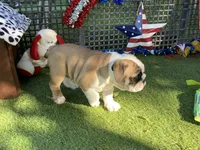 Dream, a female English Bulldog for sale in Exeter, MO – 10 of 10