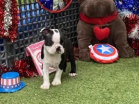 Flora, a female Boston Terrier for sale in Exeter, MO – 6 of 10