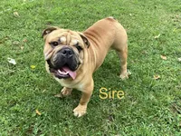 Addie, a female English Bulldog for sale in Exeter, MO – 4 of 9