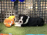 Peter, a male Boston Terrier for sale in Exeter, MO – 7 of 10