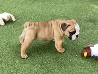 Rex, a female English Bulldog for sale in Exeter, MO – 5 of 10