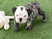 Rudy, a female English Bulldog for sale in Exeter, MO – 4 of 10