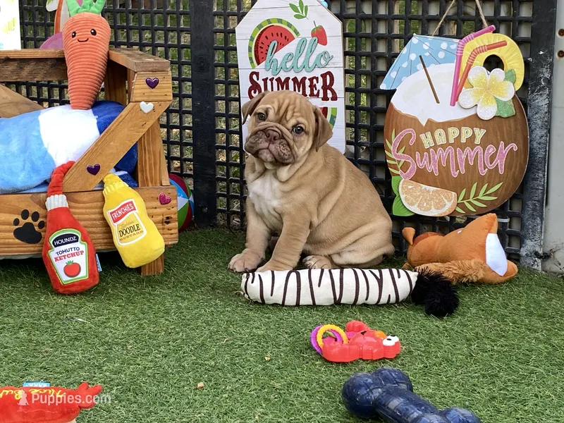 Ava – English Bulldog puppy for sale in Exeter, MO