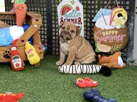 Ava, a female English Bulldog for sale in Exeter, MO – 5 of 7