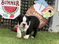 Prince, a male Boston Terrier for sale in Exeter, MO – 3 of 10