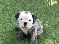 Rudy, a female English Bulldog for sale in Exeter, MO – 9 of 10
