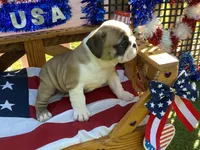 Dream, a female English Bulldog for sale in Exeter, MO – 9 of 10