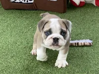 Pearl, a female English Bulldog for sale in Exeter, MO – 5 of 10