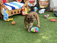 Addie, a female English Bulldog for sale in Exeter, MO – 4 of 8