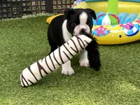 Peter, a male Boston Terrier for sale in Exeter, MO – 5 of 10
