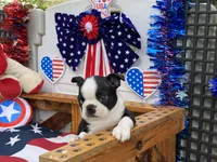 Frankie, a female Boston Terrier for sale in Exeter, MO – 4 of 10