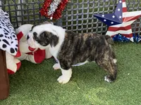 Paul, a female English Bulldog for sale in Exeter, MO – 8 of 10