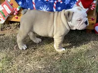 Blitzen, a male English Bulldog for sale in Exeter, MO – Photo 1 of 10