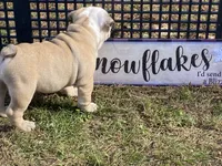 Blitzen, a male English Bulldog for sale in Exeter, MO – Photo 8 of 10