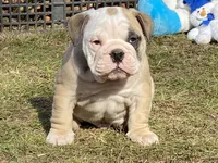 Blitzen, a male English Bulldog for sale in Exeter, MO – Photo 3 of 10