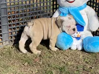 Blitzen, a male English Bulldog for sale in Exeter, MO – Photo 9 of 10