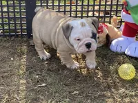 Blitzen, a male English Bulldog for sale in Exeter, MO – Photo 5 of 10