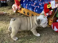 Blitzen, a male English Bulldog for sale in Exeter, MO – Photo 6 of 10