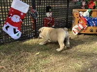 Blitzen, a male English Bulldog for sale in Exeter, MO – Photo 4 of 10