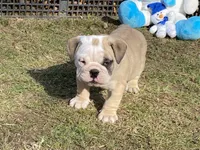 Blitzen, a male English Bulldog for sale in Exeter, MO – Photo 2 of 10