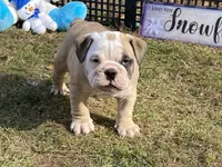 Blitzen, a male English Bulldog for sale in Exeter, MO – Photo 10 of 10
