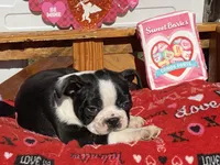 Pluto, a male Boston Terrier for sale in Exeter, MO – Photo 6 of 10