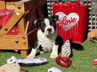 Pluto, a male Boston Terrier for sale in Exeter, MO – Photo 8 of 10