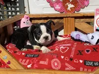 Pluto, a male Boston Terrier for sale in Exeter, MO – Photo 10 of 10