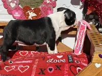 Pluto, a male Boston Terrier for sale in Exeter, MO – Photo 7 of 10